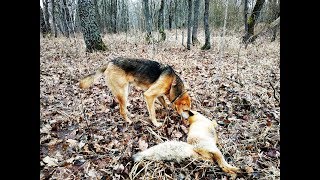 ОХОТА С МОЛОДОЙ ГОНЧЕЙ НА ЗАЙЦА И ЛИСУ. НАГОНКА. ЗАЙЦА СЪЕЛ, А ЛИСУ ОСТАВИЛ МНЕ
