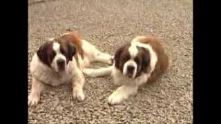 Le Saint Bernard : origine, personnalité, aptitudes, éducation, santé, hygiène,  choix du chiot