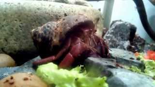 Карибский отшельник / Caribbean hermit crab