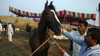 आदंत दिलशान लाईन 62+, नाग लाईन ।। घोडे.... malegaon fair 2019