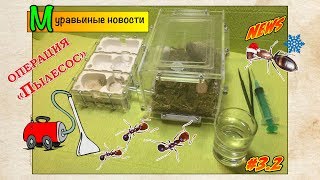 Как ухаживать за муравьями или мое воскресное утро // Муравьиные новости #3.2