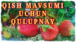 Issiqxonadagi QULUPNAY yetishtirish soxasidagi kerakli va muxim malumotlar.