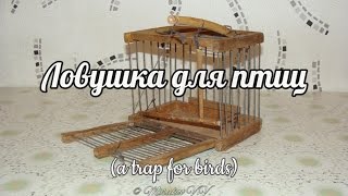 Ловушка для птиц. Боек. (a trap for birds)