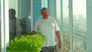 Советы огородников по выращиванию зелени зимой