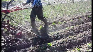 Боронование  картофеля сетчатой бороной после дождя.
