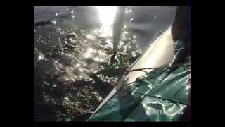 Рыбалка река Бахта, Тынеп август 2009. Видео часть 4.