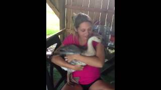Sexy woman tames goose