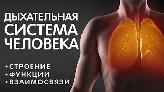 Дыхательная система - строение, газообмен, воздух - как всё устроено. Жизненно важно знать всем! ЗОЖ