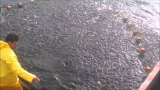 Pesca De Cerco en Taltal 2014