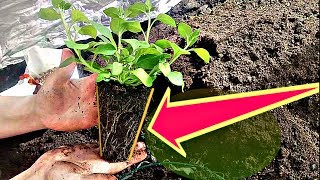 ЛУЧШАЯ ПОСАДКА АМПЕЛЬНЫХ ПЕТУНИЙ ДЛЯ ПЫШНОГО ЦВЕТЕНИЯ