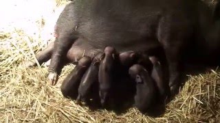 Опорос одиннадцати месячной вьетнамской свинки