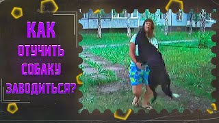 Как отучить собаку прыгать на людей и возбуждаться при виде собак(один из способов)
