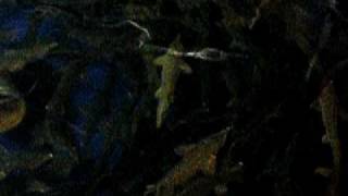 Разведение рыб осетровых пород в УЗВ