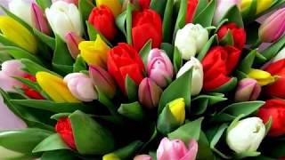 ♫♫ "ТЮЛЬПАНЫ" Очень красивая музыка, саксофон. Flowers
