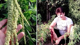 Как вырастить амарант   АМАРАНТ ХВОСТАТЫЙ КАСКАД