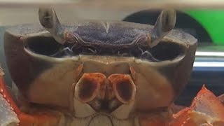 Радужный краб - эстет.
