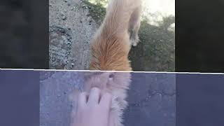 NO AL ABANDONÓ Y MALTRATO ANIMAL (KLOE)? 10-10-18- video#1