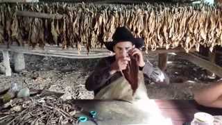 Cuban cigar rolling in Vinales Valley