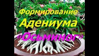 Адениум осьминог растет. Как сформировать Адениум (Осьминог)