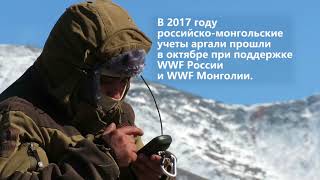 Мониторинг аргали в трансграничной зоне России и Монголии