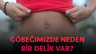 Göbeğimizde Neden Bir Delik Var?