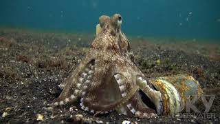 Coconut octopus or can octopus?