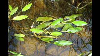 РДЕСТ  (POTAMOGETON)  сем. Рдестовые