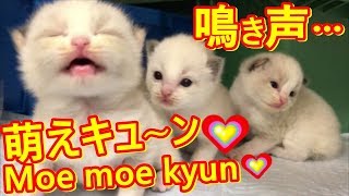 萌えキュン❤かわいい！子猫の萌え声にうっとり❤"The baby kitten is killing me with its cuteness!"(The 17th day)