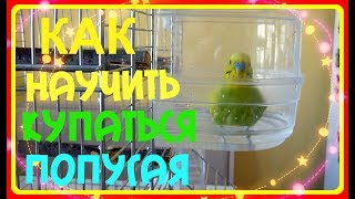 КАК НАУЧИТЬ ПОПУГАЯ КУПАТЬСЯ/КУПАНИЕ ВОЛНИСТОГО ПОПУГАЯ ТОШИ/СМЕШНОЙ ПОПУГАЙ/зеленый попугайчик TV