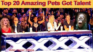 Best Top 20 Amazing Pet Animals Got Talent Auditions! Golden AGT - BGT Moments! Funny Dogs Cats!