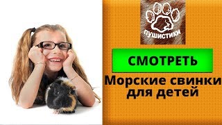 Морские свинки играют с детьми, смешные приколы с животными