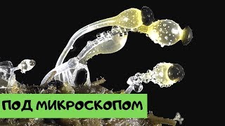 Невероятные фото, сделанные с помощью микроскопа №2 [Под микроскопом]