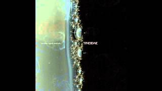 TINEIDAE - Initial Phase