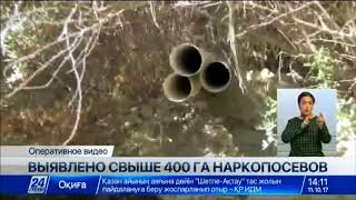 Наркопосев культивированной конопли обнаружен в Кызылординской области