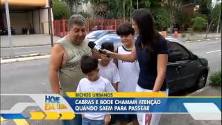 Reportagem Record - Minifazenda na Móoca