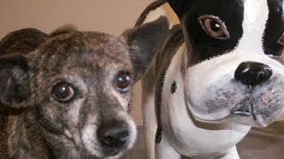 How 2 Make A French Bulldog Sculpture With Paper Mache
