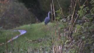 Roach fishing on the canal