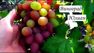 Сорт Винограда Юлиан. Урожай. Виноград 2018