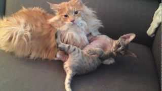 Cat wrestling: Maine Coon vs Devon Rex