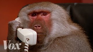 The most famous baboons on the internet