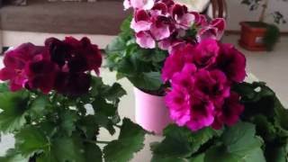 Пеларгония Королевская - советы по уходу.