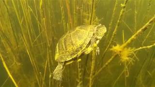 Спортивная Подводная Охота на Сазана, Карпа на Юге России Underwater Hunting in the South of Russia