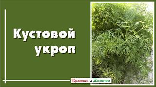 Кустовой укроп и обычный. В чем разница?