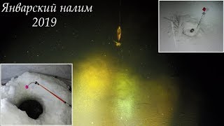 Январский налим 2019 / January burbot 2019