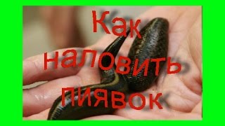 Ловля пиявок. Как поймать пиявок для ловли сома.Catfish.