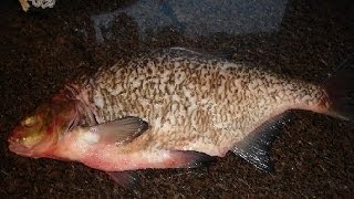 Как приготовить лещ на гриле. | How to cook grilled bream.