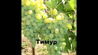 ВИНОГРАД ТИМУР