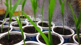 Выращивание сладкой кукурузы через рассаду