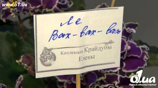 o1.ua - Выставка фиалок и картин на Таирова / Новости Одессы