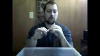 Cigar Beetles - Salvaging Your Cigars